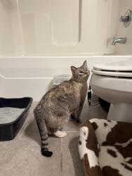 Reunited Unknown Cat last seen flt Rock Ridge Neighborhood , Louisville, KY 40245