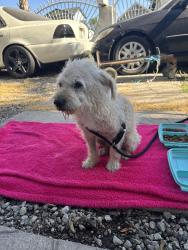 Found/Stray Male Dog last seen Near st and Mona , Compton, CA 90220