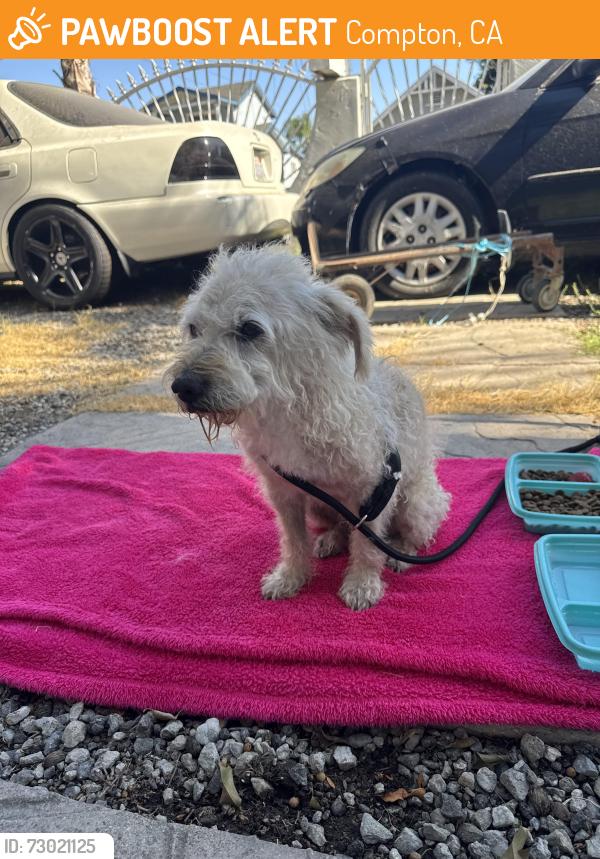 Found/Stray Male Dog last seen Near st and Mona , Compton, CA 90220