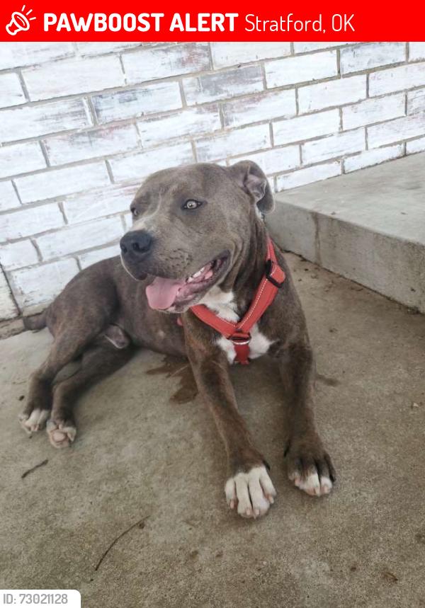 Lost Male Dog last seen Longmire lake, Stratford, OK 74872