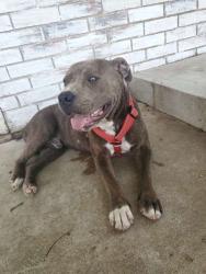 Lost Male Dog last seen Longmire lake, Stratford, OK 74872