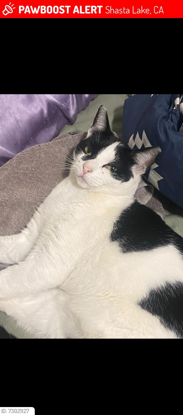 Lost Female Cat last seen Shasta Dam Blvd., Shasta Lake, CA 96019