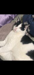 Lost Female Cat last seen Shasta Dam Blvd., Shasta Lake, CA 96019