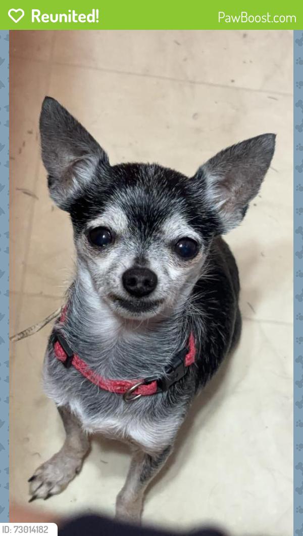 Reunited Male Dog last seen Edmonds , Lewisville, TX 75067