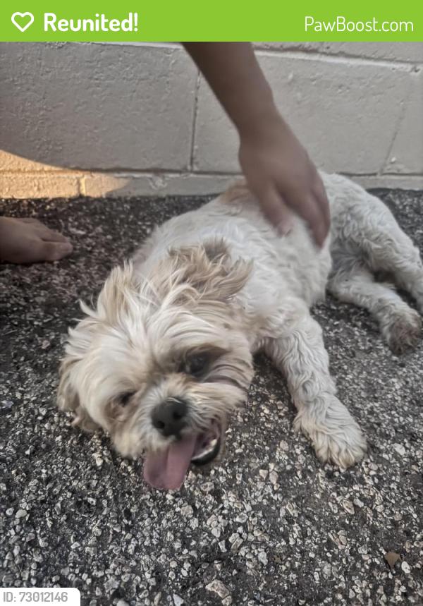 Reunited Female Dog last seen Odessa, Odessa, TX 79762