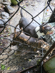 Reunited Female Dog last seen Yates off Reese road columbus ga, Yates, GA 30263