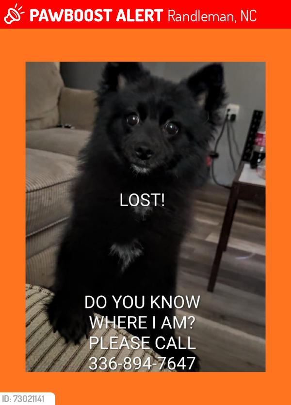 Lost Male Dog last seen Near US 220 Bus North., Randleman, NC 27317
