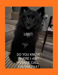 Lost Male Dog last seen Near US 220 Bus North., Randleman, NC 27317