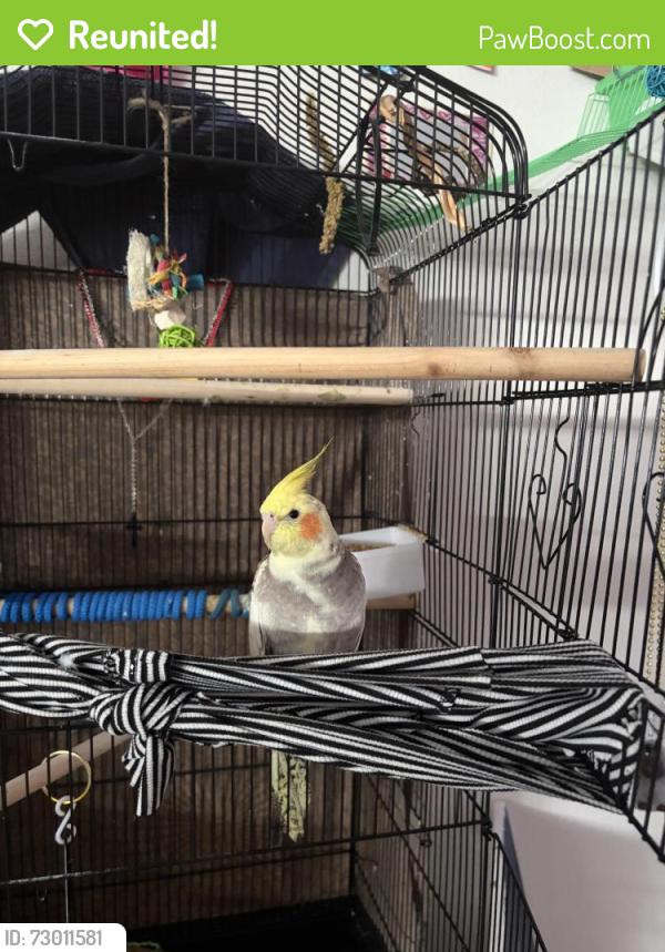Reunited Female Bird last seen 4th st S and Dr M.L.K. st S , St. Petersburg, FL 33701