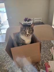 Lost Female Cat last seen Alexander , Las Vegas, NV 89129