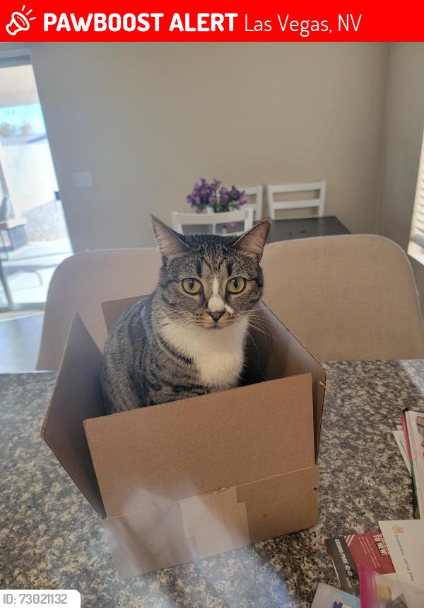 Lost Female Cat last seen Alexander , Las Vegas, NV 89129