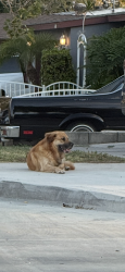 Found/Stray Unknown Dog last seen Diamond and Willits, Santa Ana , Santa Ana, CA 92703