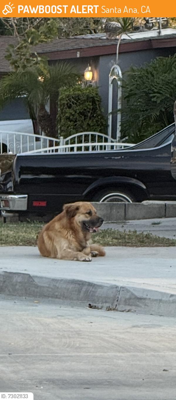 Found/Stray Unknown Dog last seen Diamond and Willits, Santa Ana , Santa Ana, CA 92703