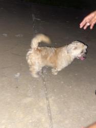 Reunited Female Dog last seen Farnham lane, Florissant, MO 63031