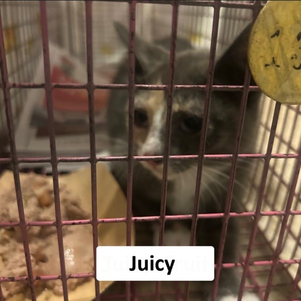 Shelter Stray Female Cat last seen , Animal Care & Control Team of Philly, 111 W Hunting Park Ave, Philadelphia, PA 19140, USA