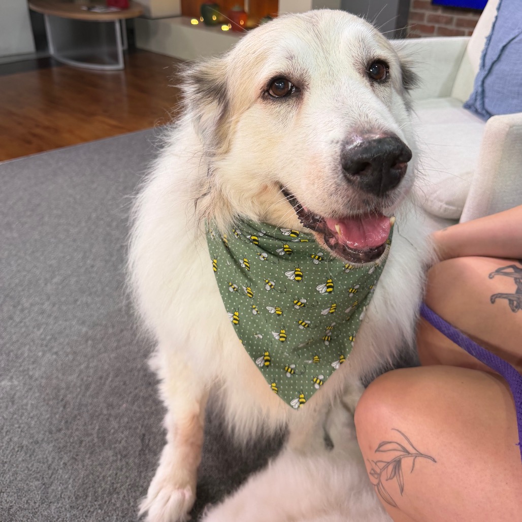 Shelter Stray Female Dog last seen , 3607 N Armenia Ave, Tampa, FL 33607, USA