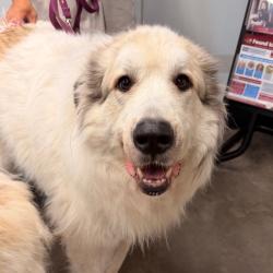 Shelter Stray Male Dog last seen , 3607 N Armenia Ave, Tampa, FL 33607, USA