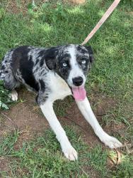 Found/Stray Male Dog last seen I-35 Covell near ShowBiz, Edmond, OK 73034