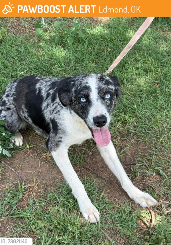 Found/Stray Male Dog last seen I-35 Covell near ShowBiz, Edmond, OK 73034