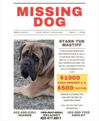 Lost Female Dog last seen Co-op and MoPac Trail, Walton, NE 68520