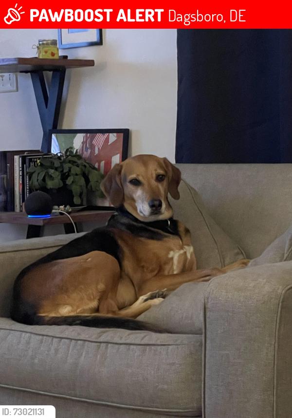 Lost Female Dog last seen Armory rd Dagsboro, Dagsboro, DE 19939