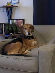 Lost Female Dog last seen Armory rd Dagsboro, Dagsboro, DE 19939