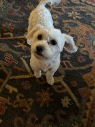 Found/Stray Female Dog last seen 19th and Washington, Kennewick, WA 99336