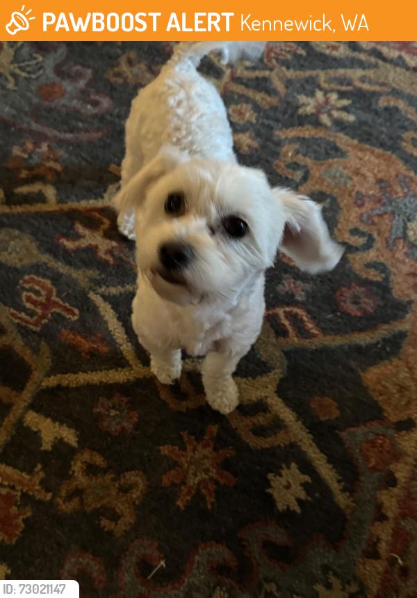 Found/Stray Female Dog last seen 19th and Washington, Kennewick, WA 99336