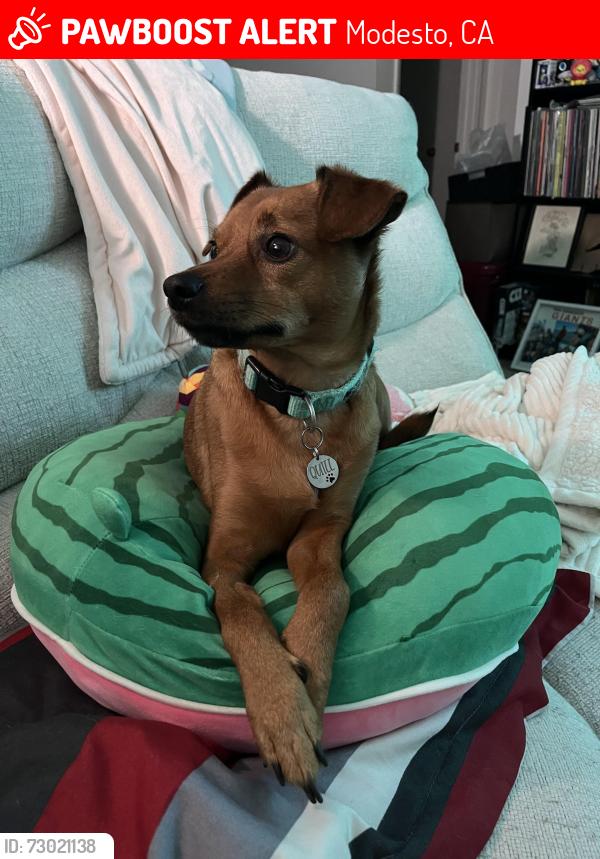 Lost Male Dog last seen East Briggsmore and Sunrise Ave, Modesto, CA 95350