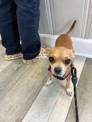 Lost Female Dog last seen Academy Avenue and Gatewood Drive, Auburn, AL 36801