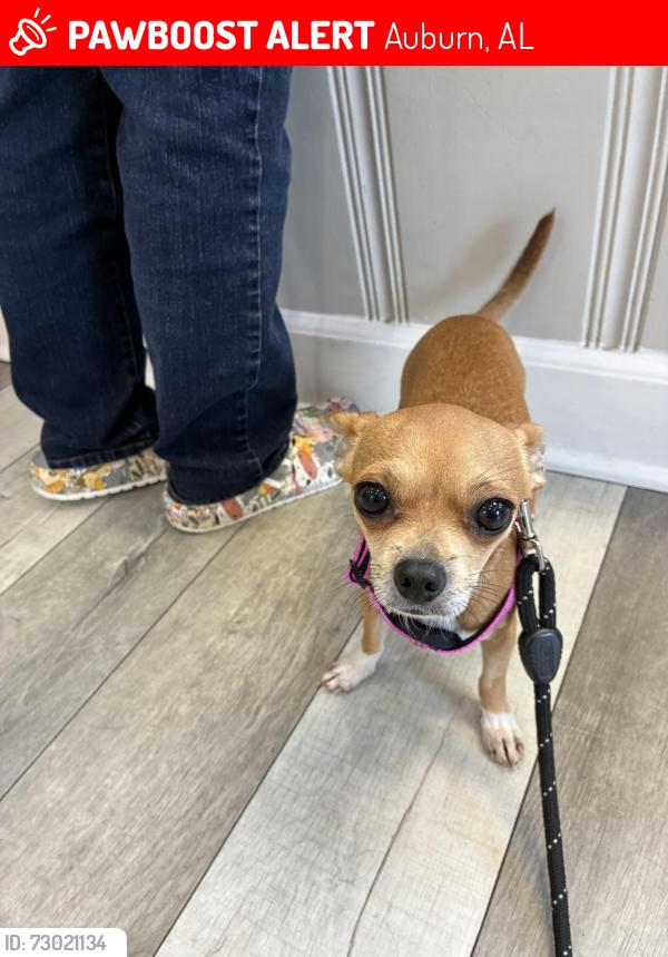 Lost Female Dog last seen Academy Avenue and Gatewood Drive, Auburn, AL 36801