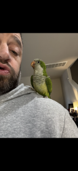 Lost Male Bird last seen New Hope and 71B, Rogers, AR 72758