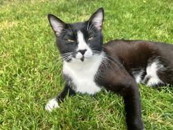 Found/Stray Male Cat last seen Noah’s ark is at the end of the road and bremerton high school is at the other end of the road, Bremerton, WA 98337