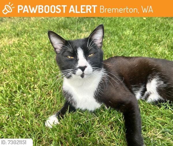 Found/Stray Male Cat last seen Noah’s ark is at the end of the road and bremerton high school is at the other end of the road, Bremerton, WA 98337
