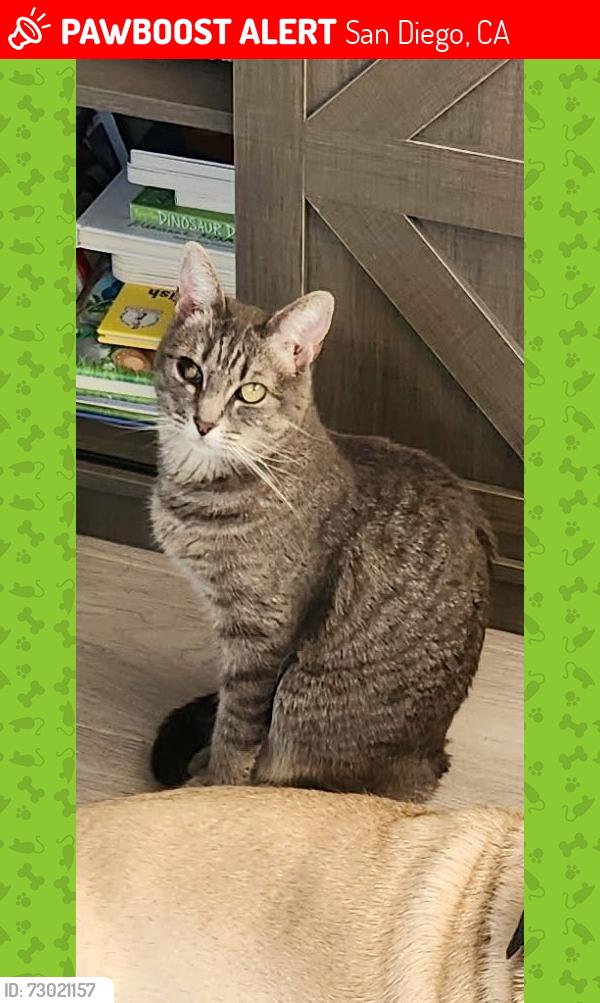 Lost Female Cat last seen Tocayo Ave , San Diego, CA 92154