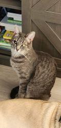 Lost Female Cat last seen Tocayo Ave , San Diego, CA 92154