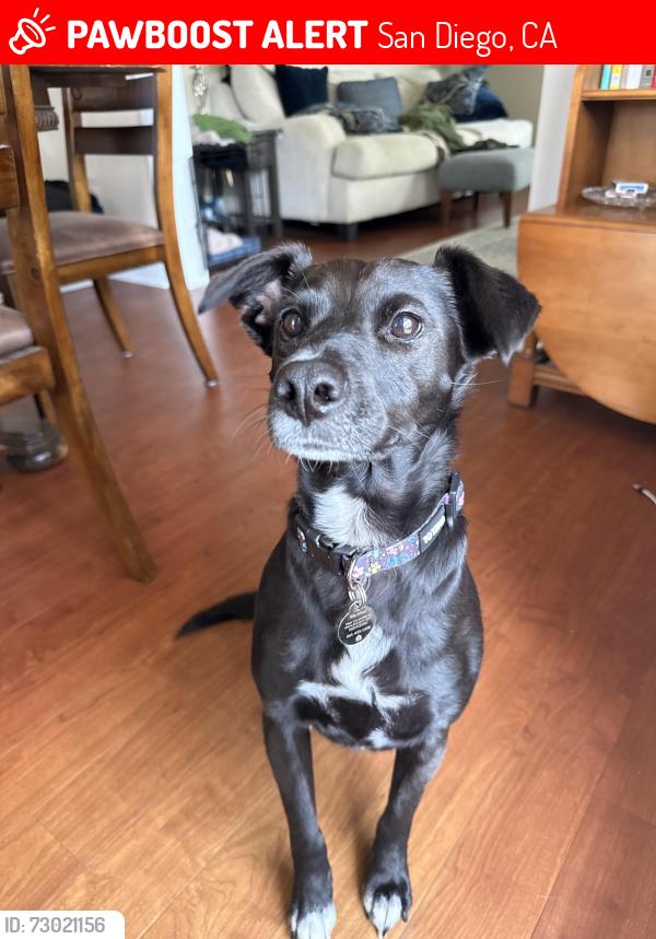 Lost Female Dog last seen Lark St and Ft Stockton, San Diego, CA 92103