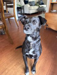 Lost Female Dog last seen Lark St and Ft Stockton, San Diego, CA 92103