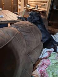 Lost Male Dog last seen Last seen 3 days ago... loves on Madison road behind tuugies 2 restaurant in berry, Alabama, Brookwood, AL 35444
