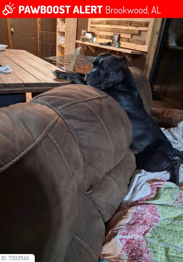 Lost Male Dog last seen Last seen 3 days ago... loves on Madison road behind tuugies 2 restaurant in berry, Alabama, Brookwood, AL 35444
