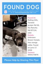 Found/Stray Female Dog last seen Twisted juniper and spring rd, Rio Rancho, NM 87124
