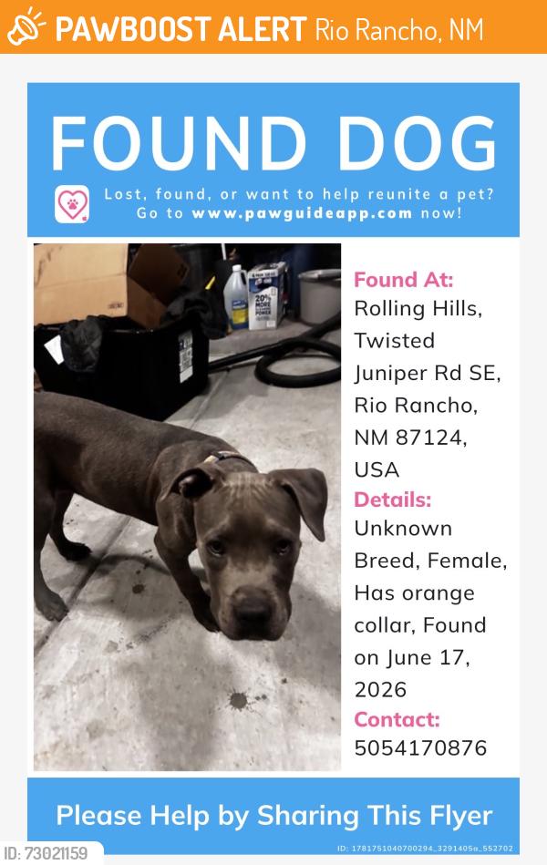 Found/Stray Female Dog last seen Twisted juniper and spring rd, Rio Rancho, NM 87124