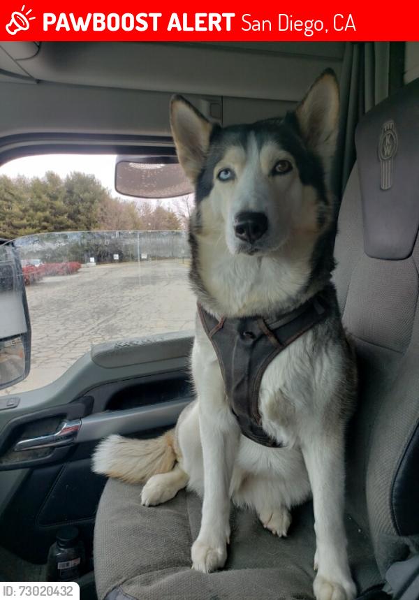 Lost Female Dog last seen Park Boulevard and Presidents Way, San Diego, CA 92101