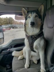 Lost Female Dog last seen Park Boulevard and Presidents Way, San Diego, CA 92101