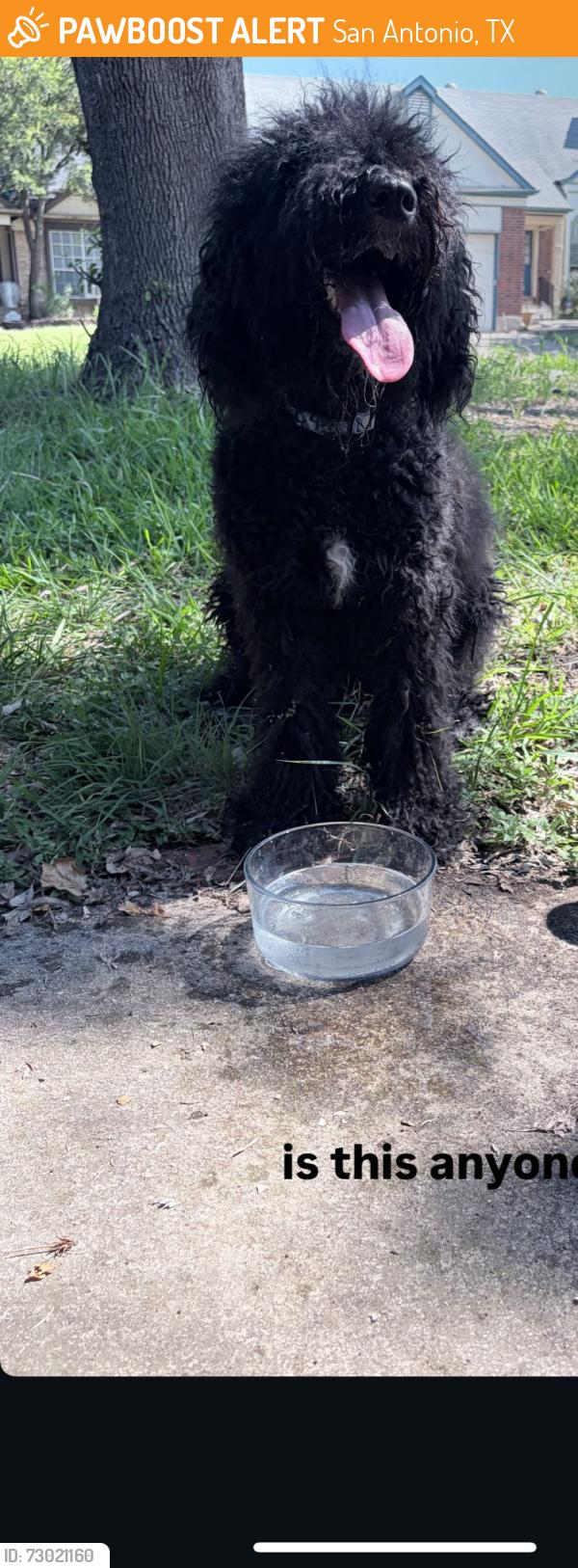 Found/Stray Female Dog last seen Culebra, San Antonio, TX 78245
