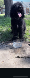Found/Stray Female Dog last seen Culebra, San Antonio, TX 78245
