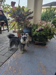 Lost Female Dog last seen Avelar Ridge Dr, Riverview, FL 33578