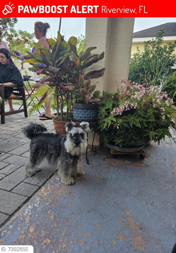 Lost Female Dog last seen Avelar Ridge Dr, Riverview, FL 33578