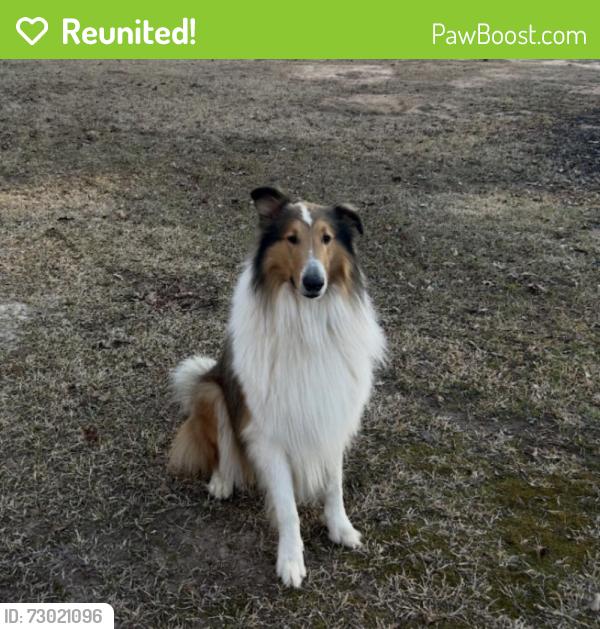 Reunited Male Dog last seen Killarney Way , Tallahassee, FL 32309