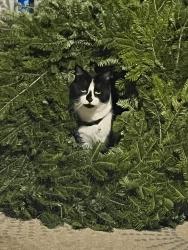 Lost Male Cat last seen North Broadway, East Providence, RI 02914